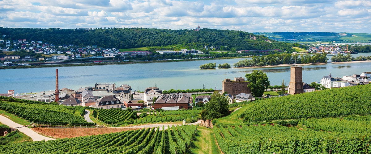 The vineyards of Rüdesheim